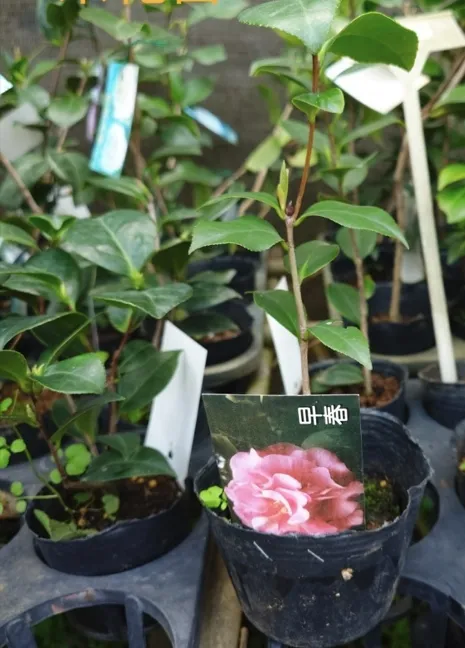 茶花
