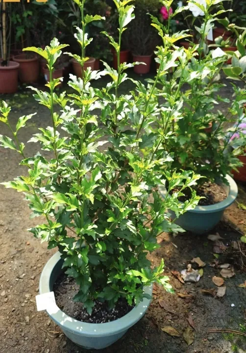 木槿花