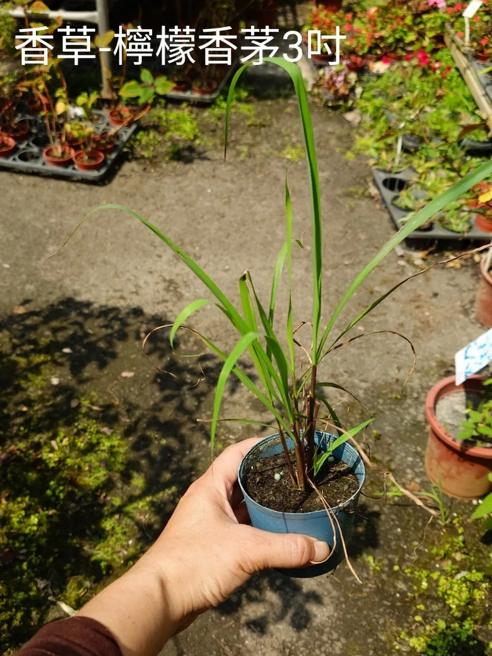 香草-檸檬香茅3吋