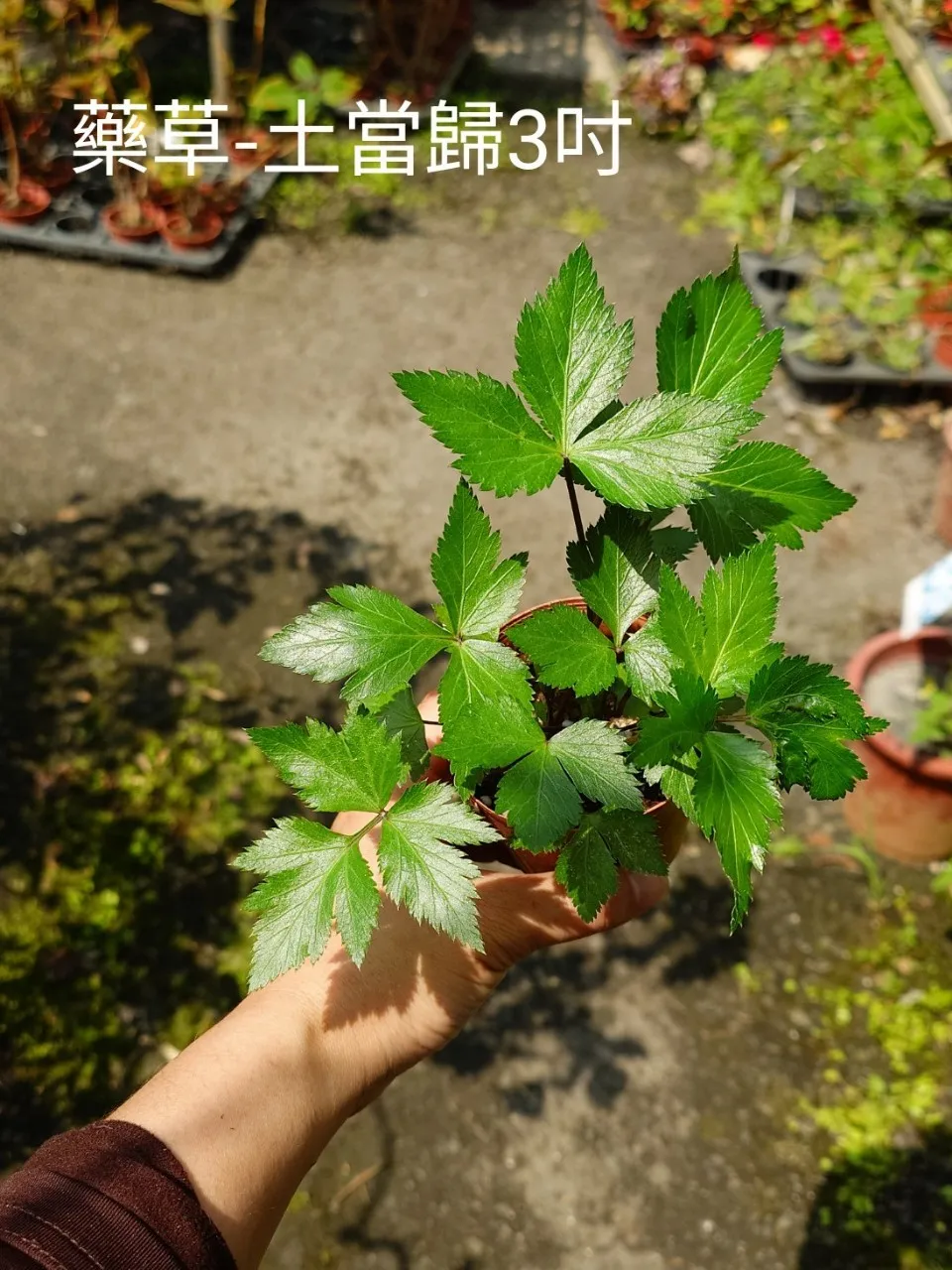 藥草-土當歸3吋