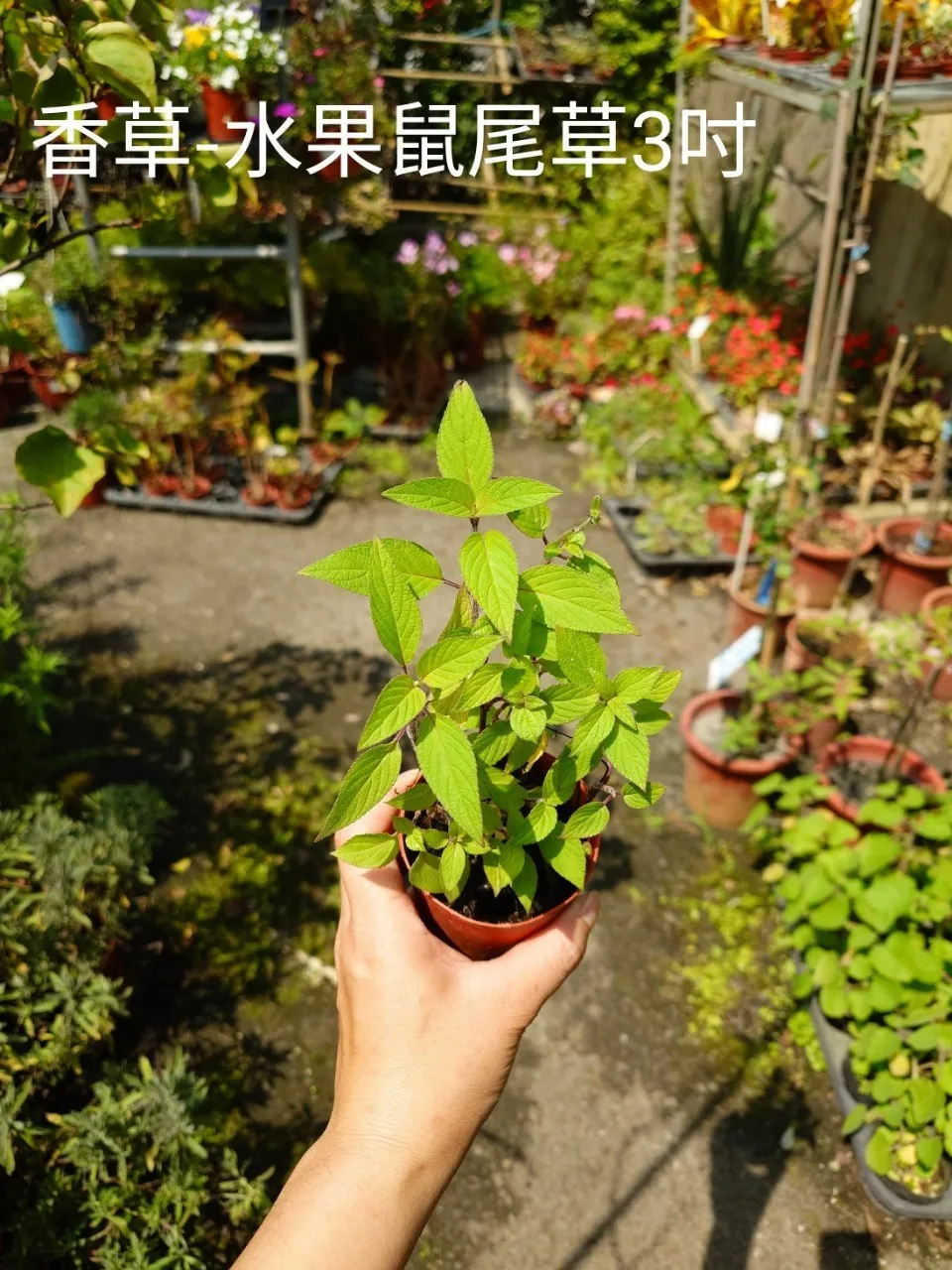 香草-水果鼠尾草3吋