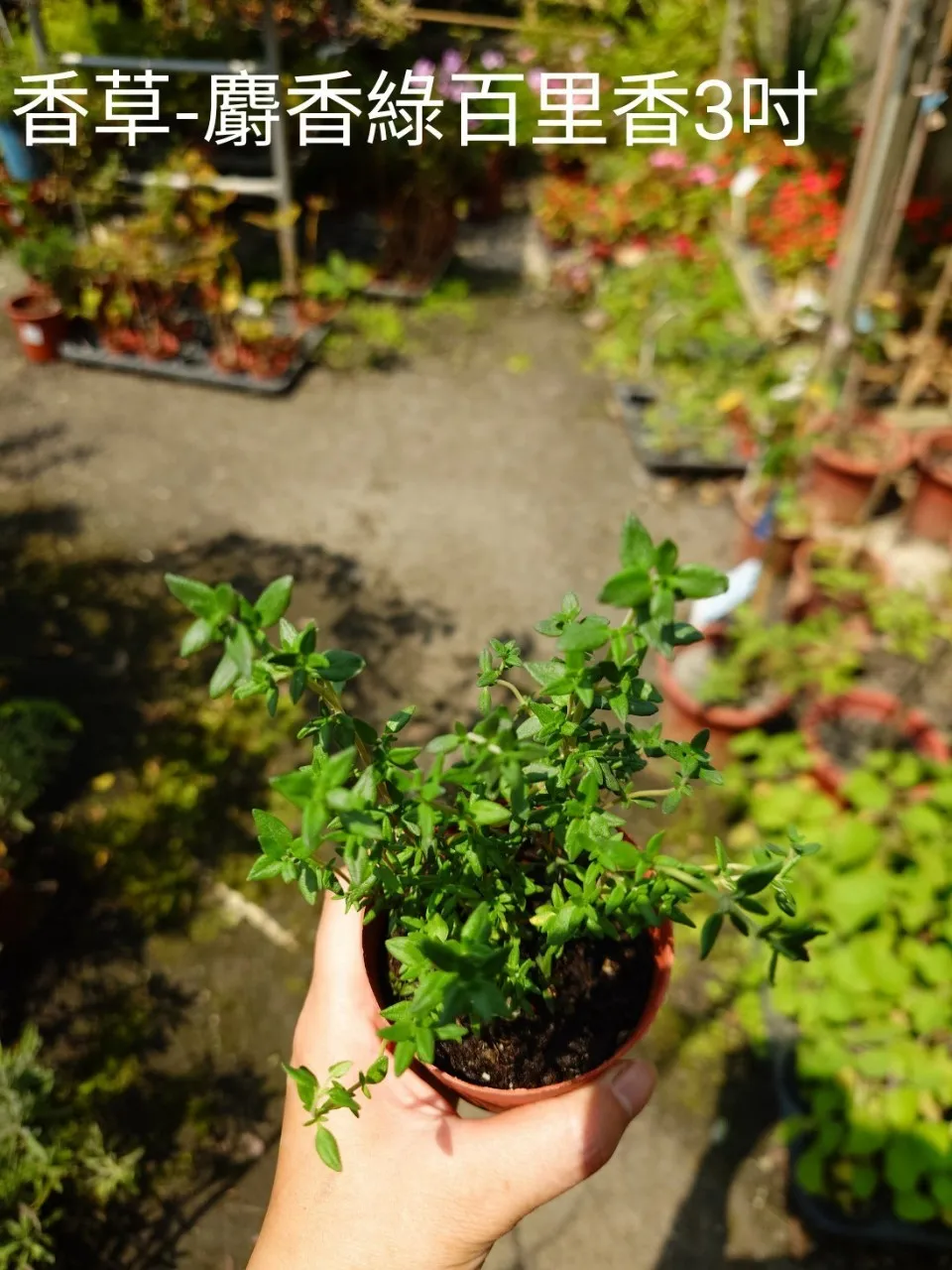 香草-麝香綠百里香3吋