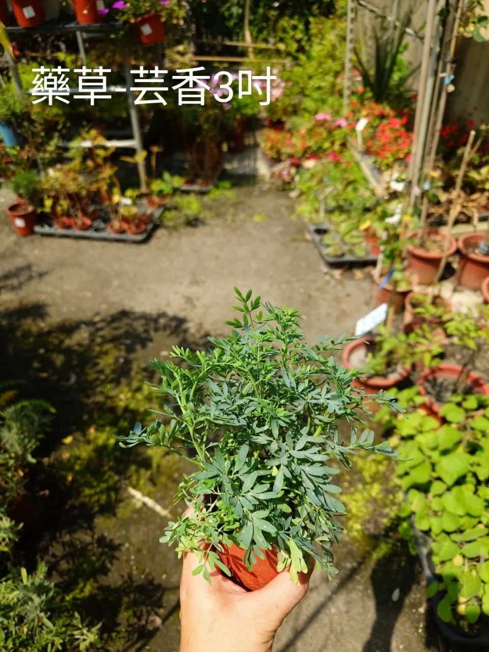 藥草-芸香3吋