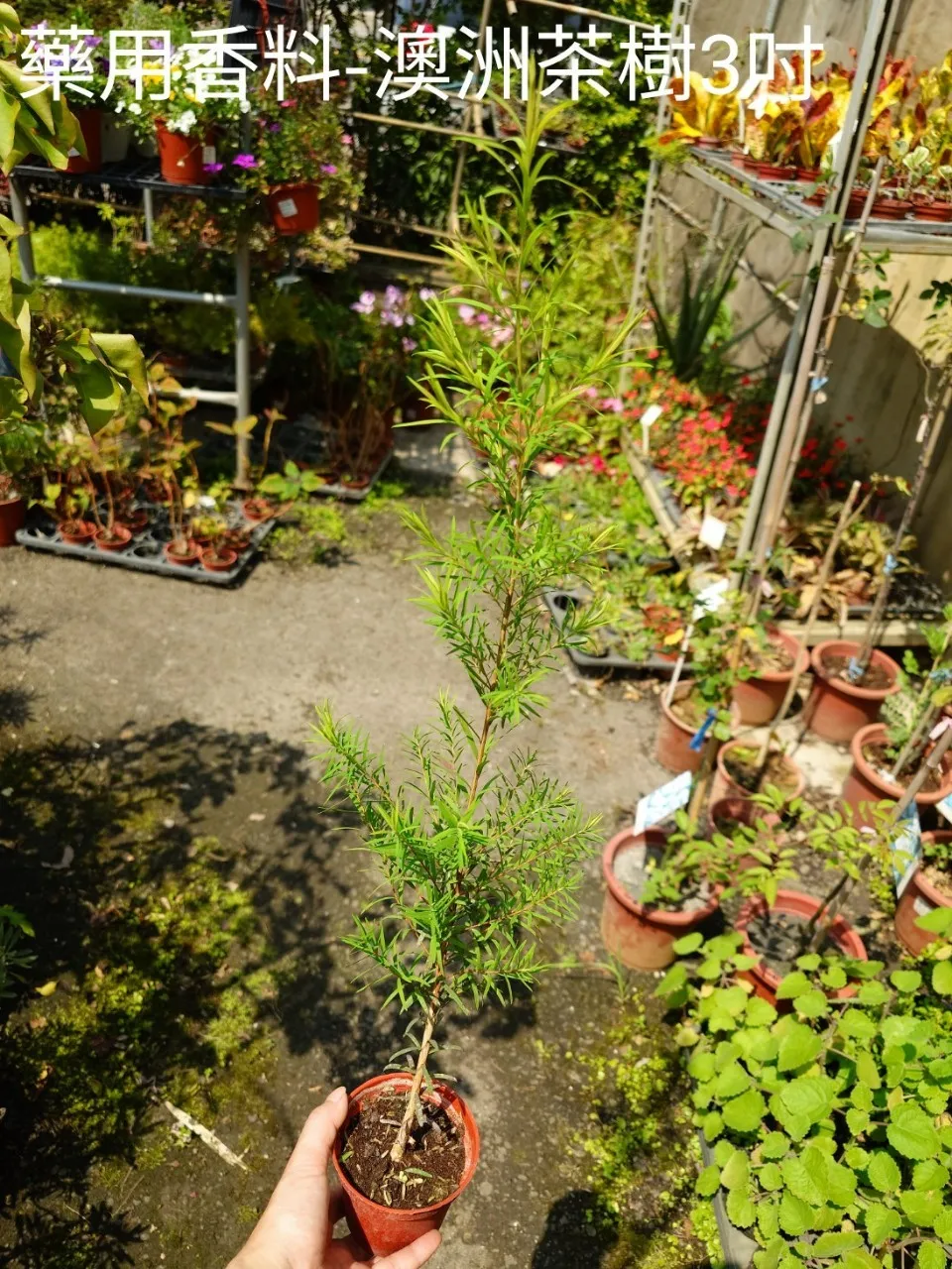 藥用香料-澳洲茶樹3吋