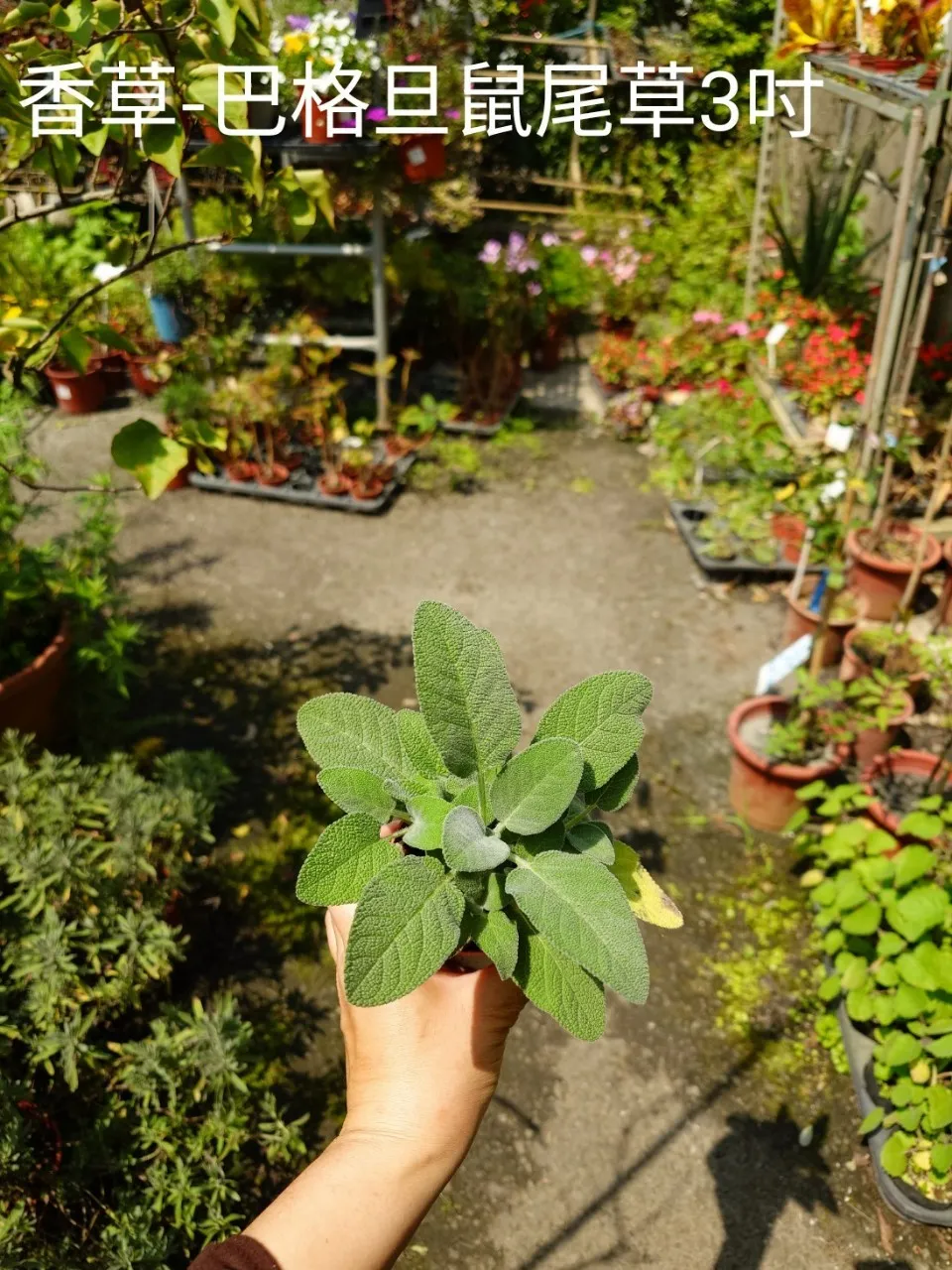 香草-巴格旦鼠尾草