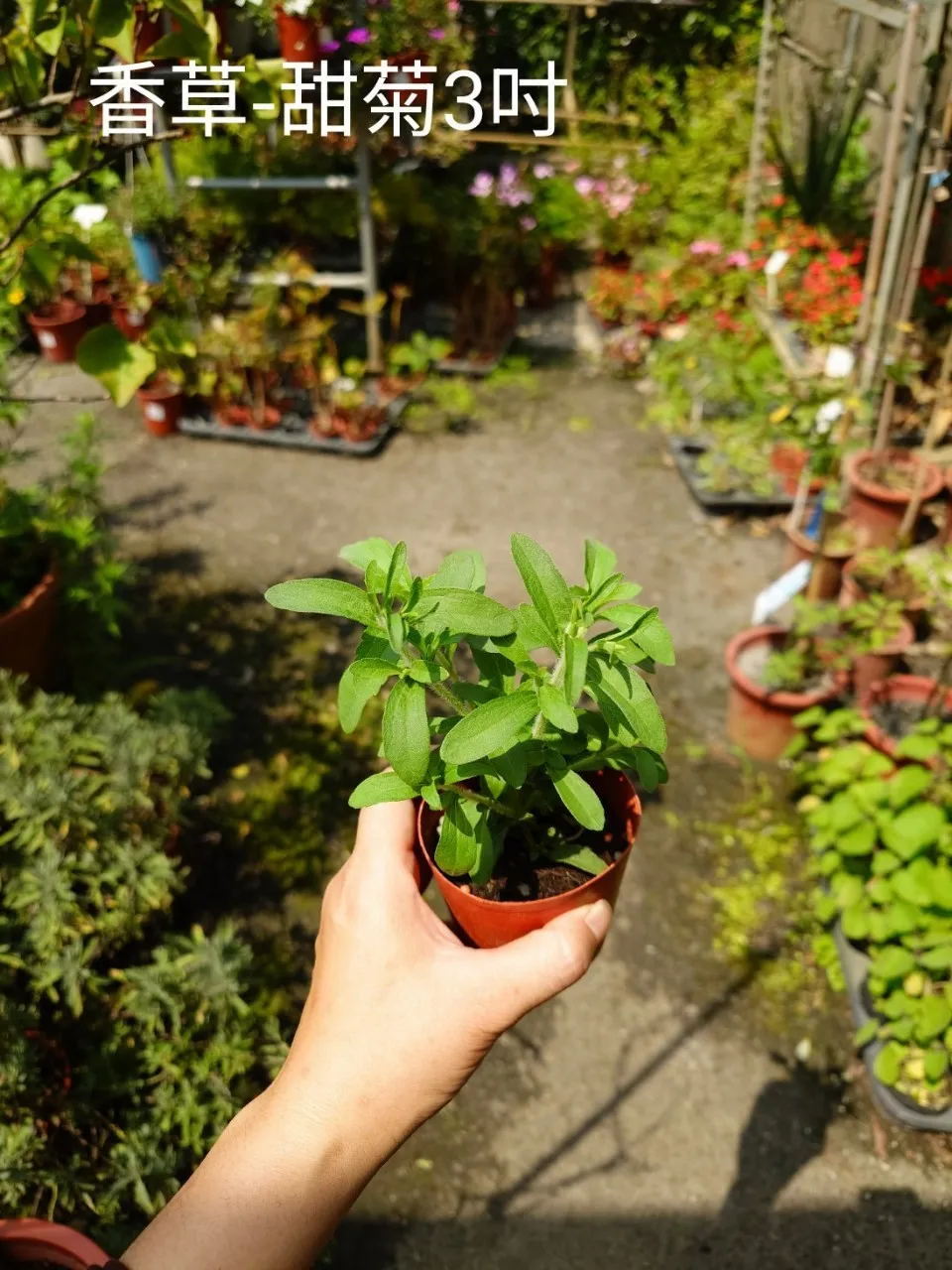 香草-甜菊