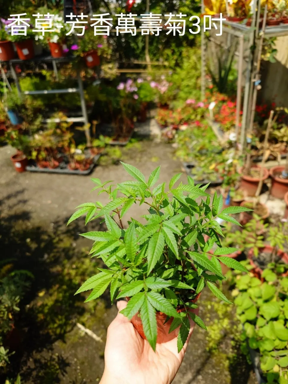 香草-芳香萬壽菊