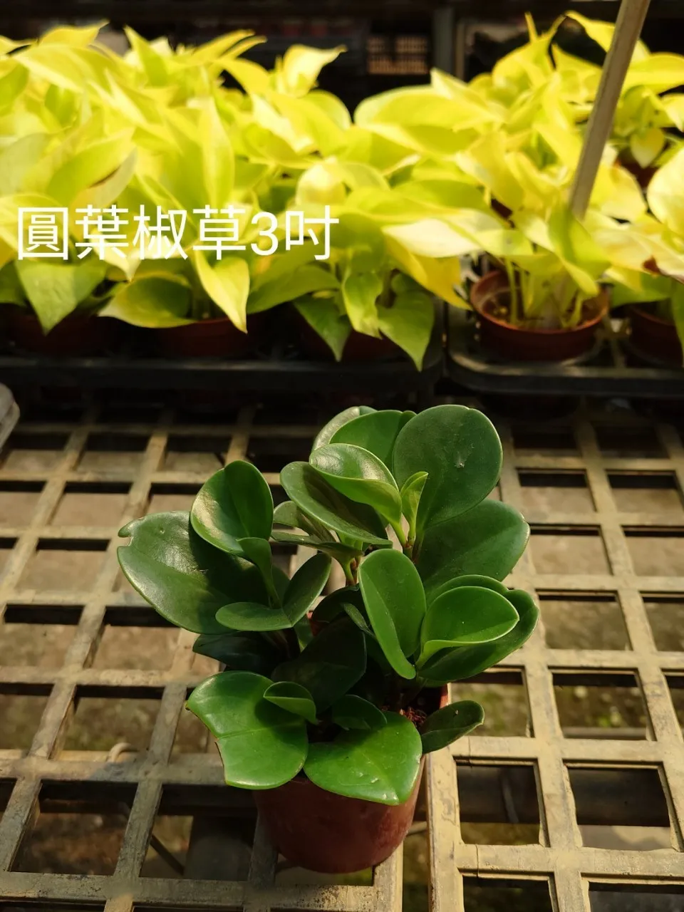 3吋小品圓葉椒草