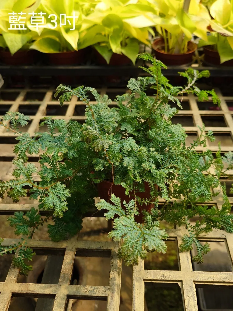 3吋小品藍草