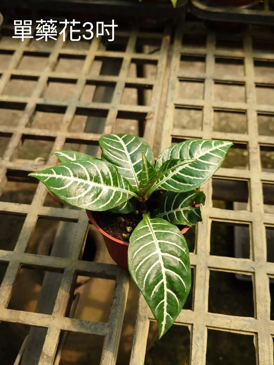 3吋小品單藥花