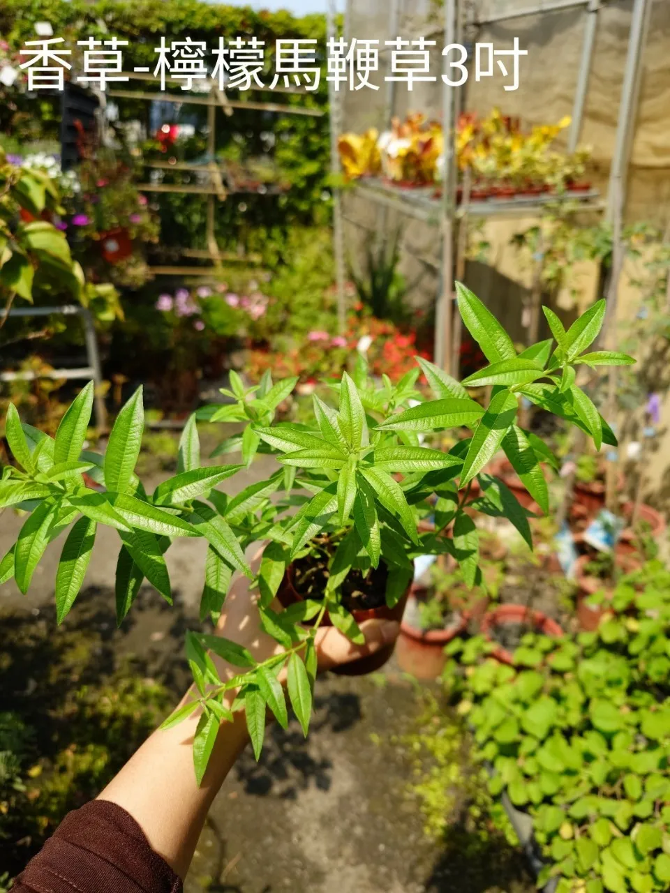 香草-檸檬馬鞭草