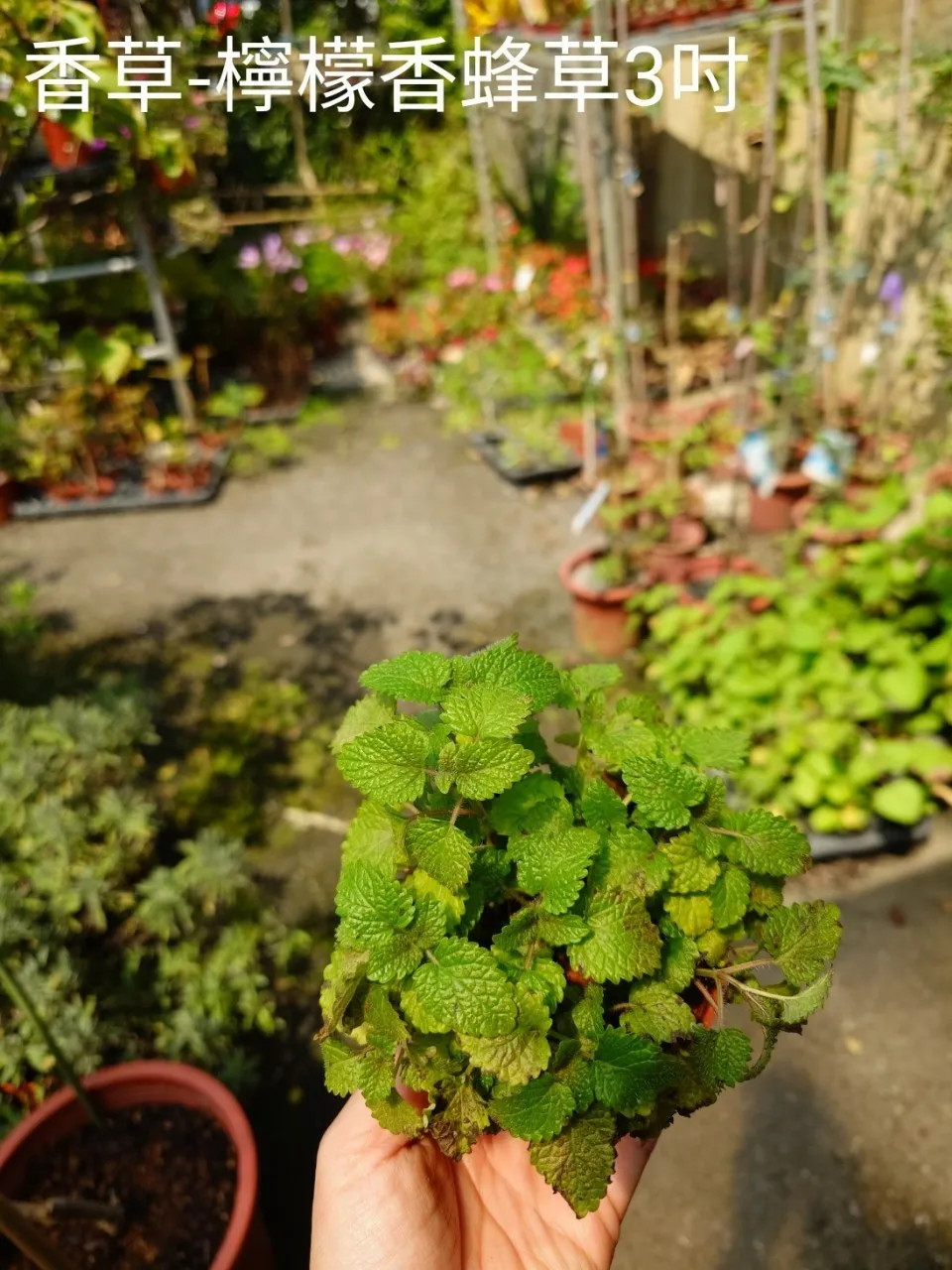 香草-檸檬香蜂草