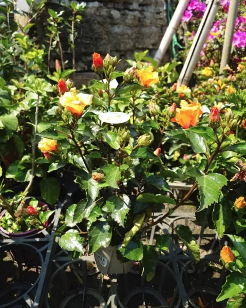 朱槿扶桑花