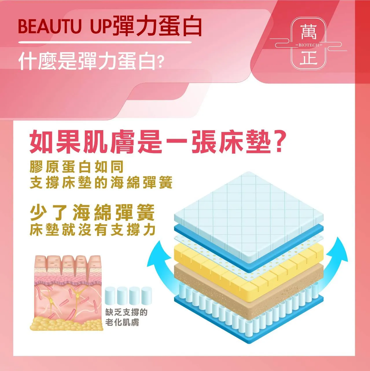 BEAUTY UP 彈力蛋白 彈力蛋白是把膠原蛋白撐起來的關鍵 送豬膠原蛋白50日