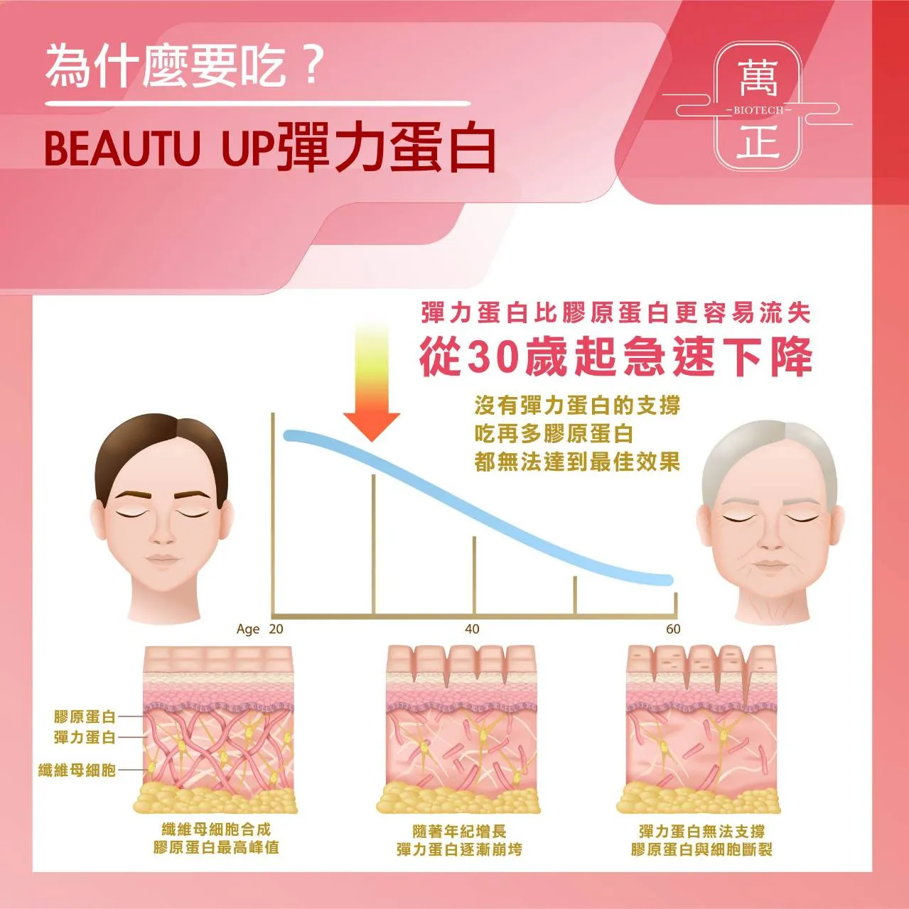 BEAUTY UP 彈力蛋白 彈力蛋白是把膠原蛋白撐起來的關鍵 送豬膠原蛋白50日