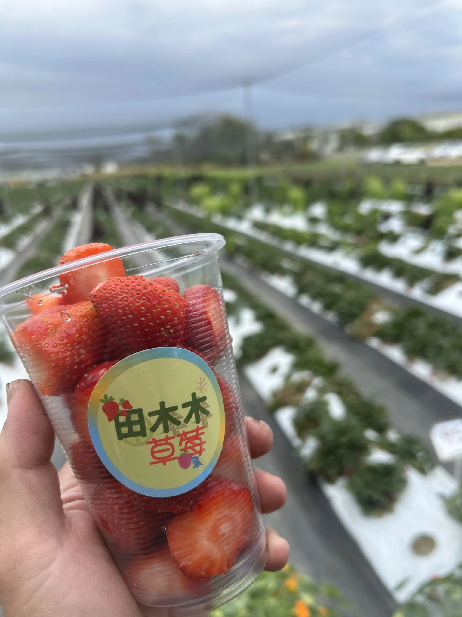 草莓採果體驗