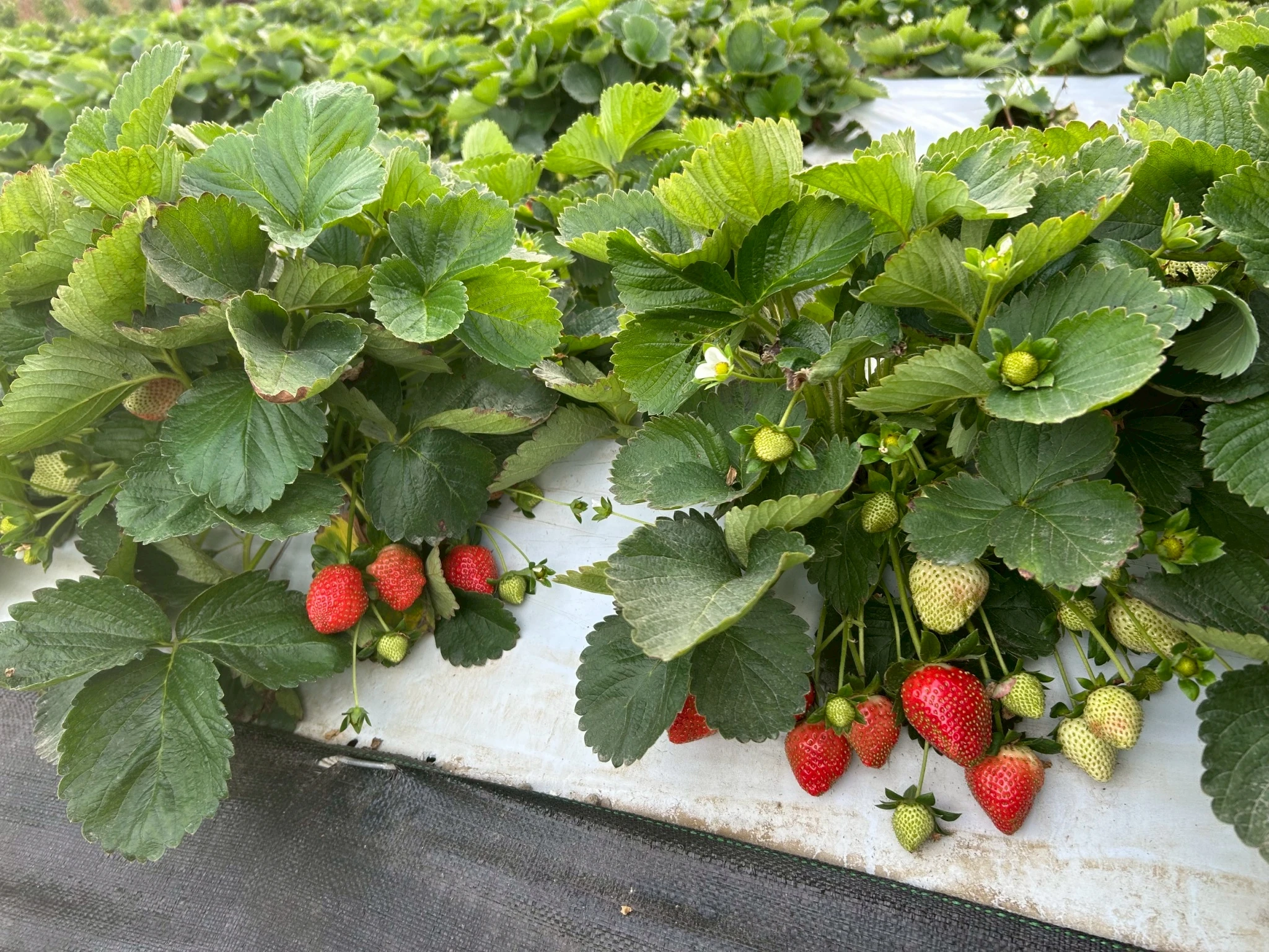 無農藥草莓可以直接吃嗎？採果後清洗與食用常見問題