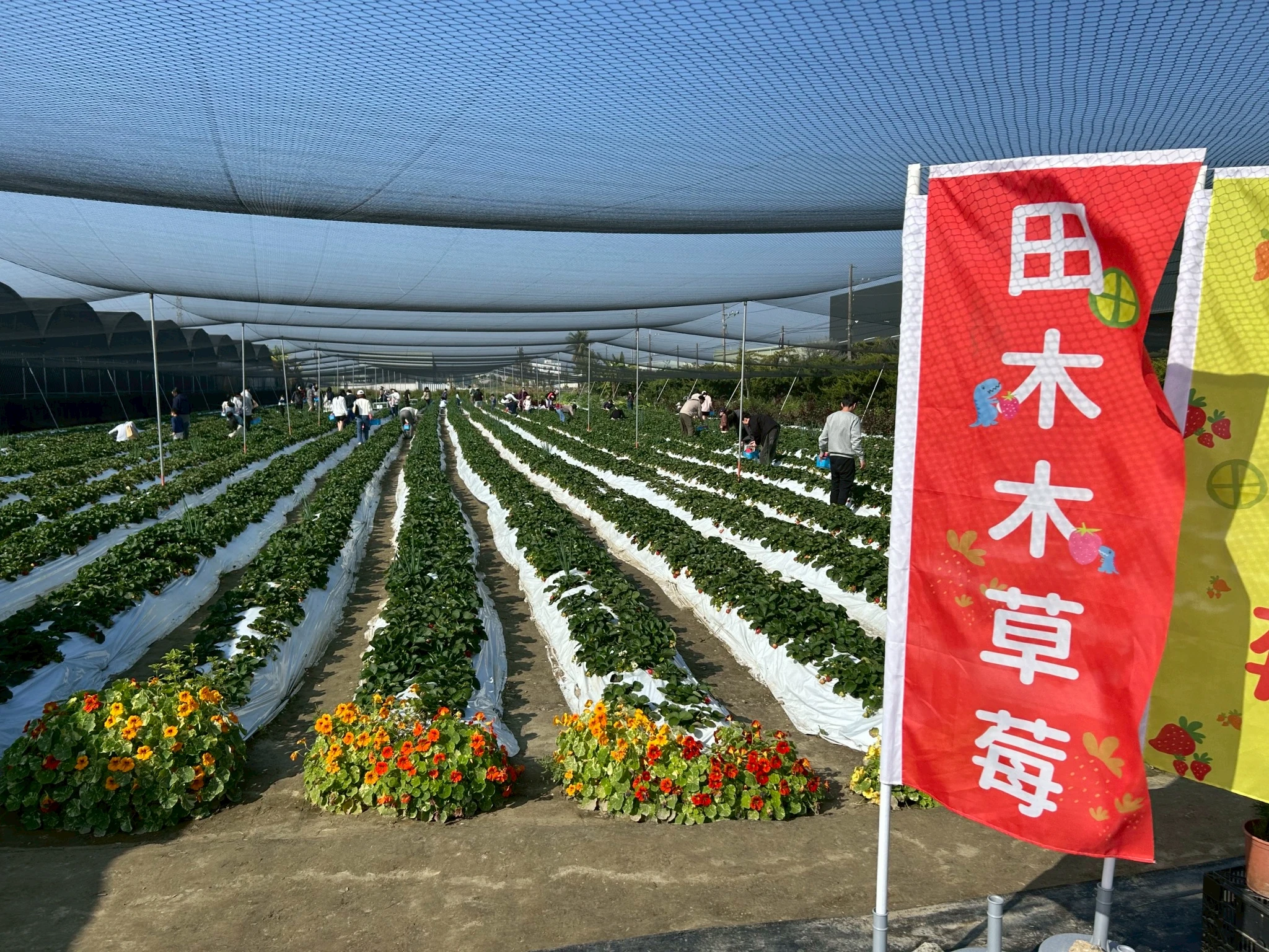 台南採草莓怎麼收費？台南採草莓推薦/南部採草莓推薦