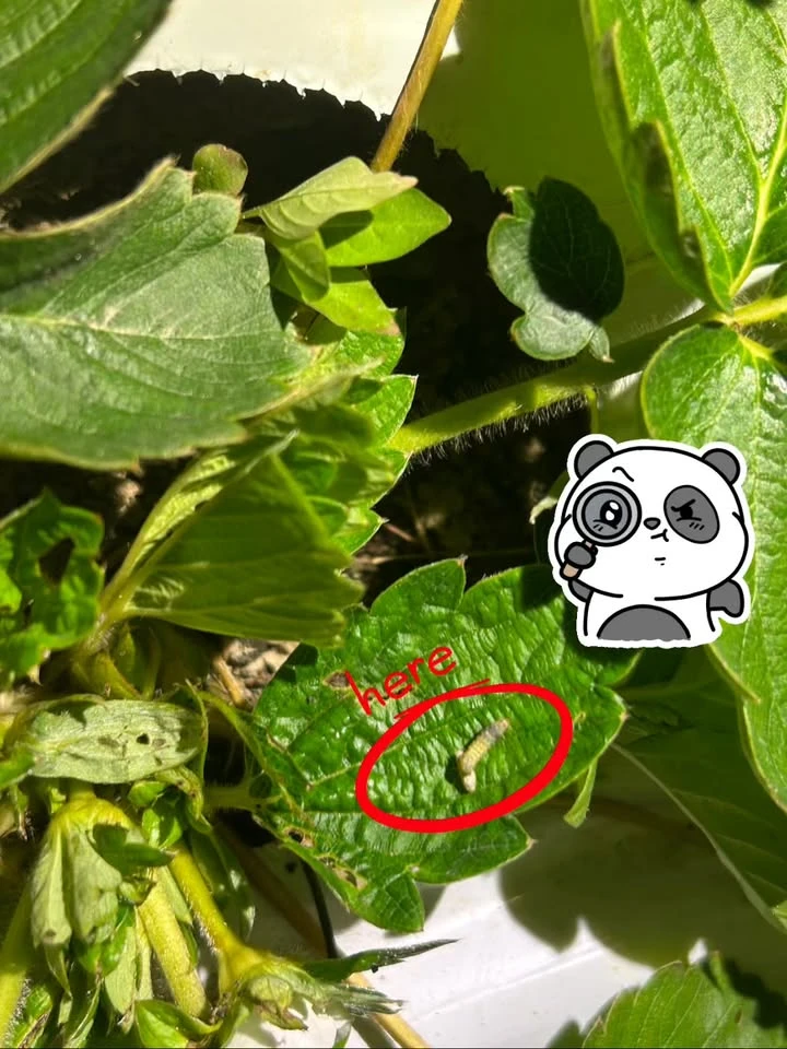 【田間日常｜草莓生存戰】
