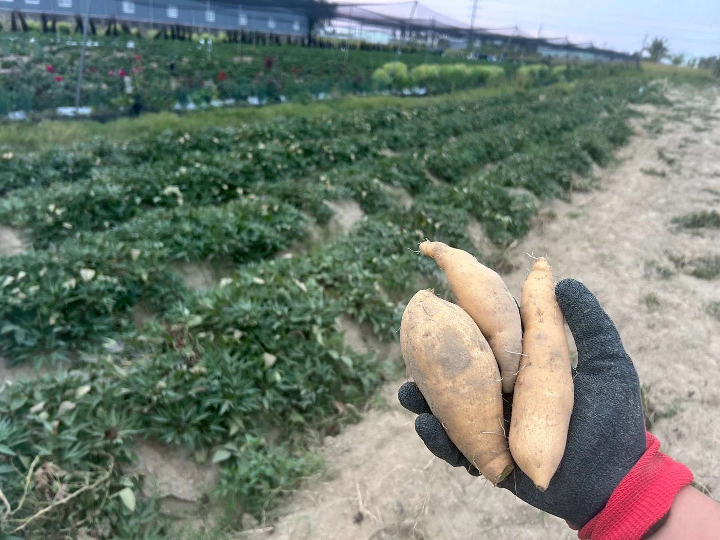 無農藥地瓜（示意範例）