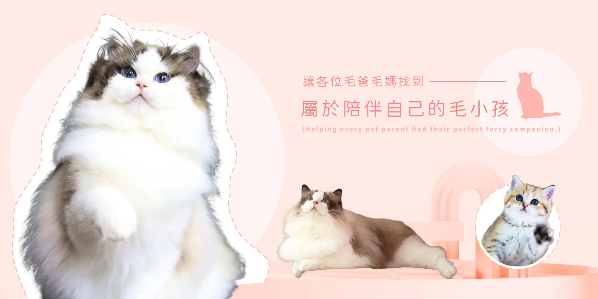 太普犬舍&貓派貓坊-英短貓舍,屏東英短貓舍,屏東布偶貓舍,東港布偶貓舍