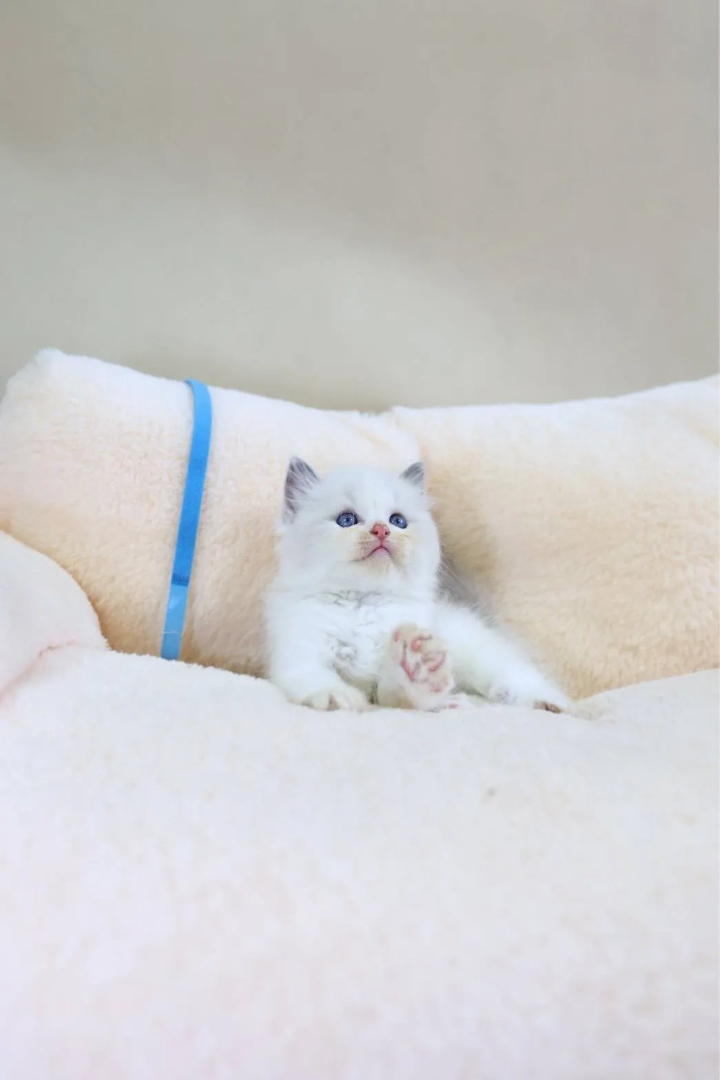 貓派貓坊