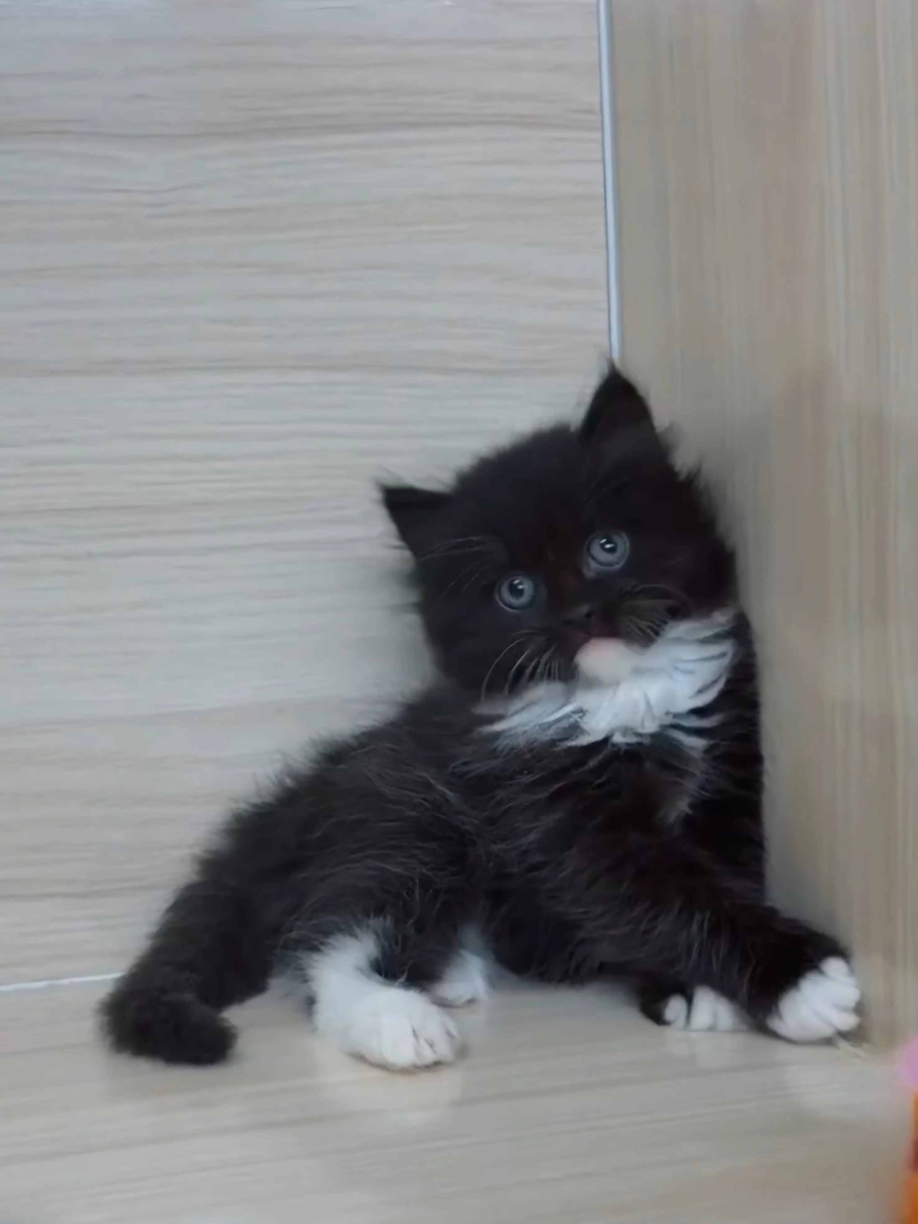 黑白英長妹妹 (已找到家人)