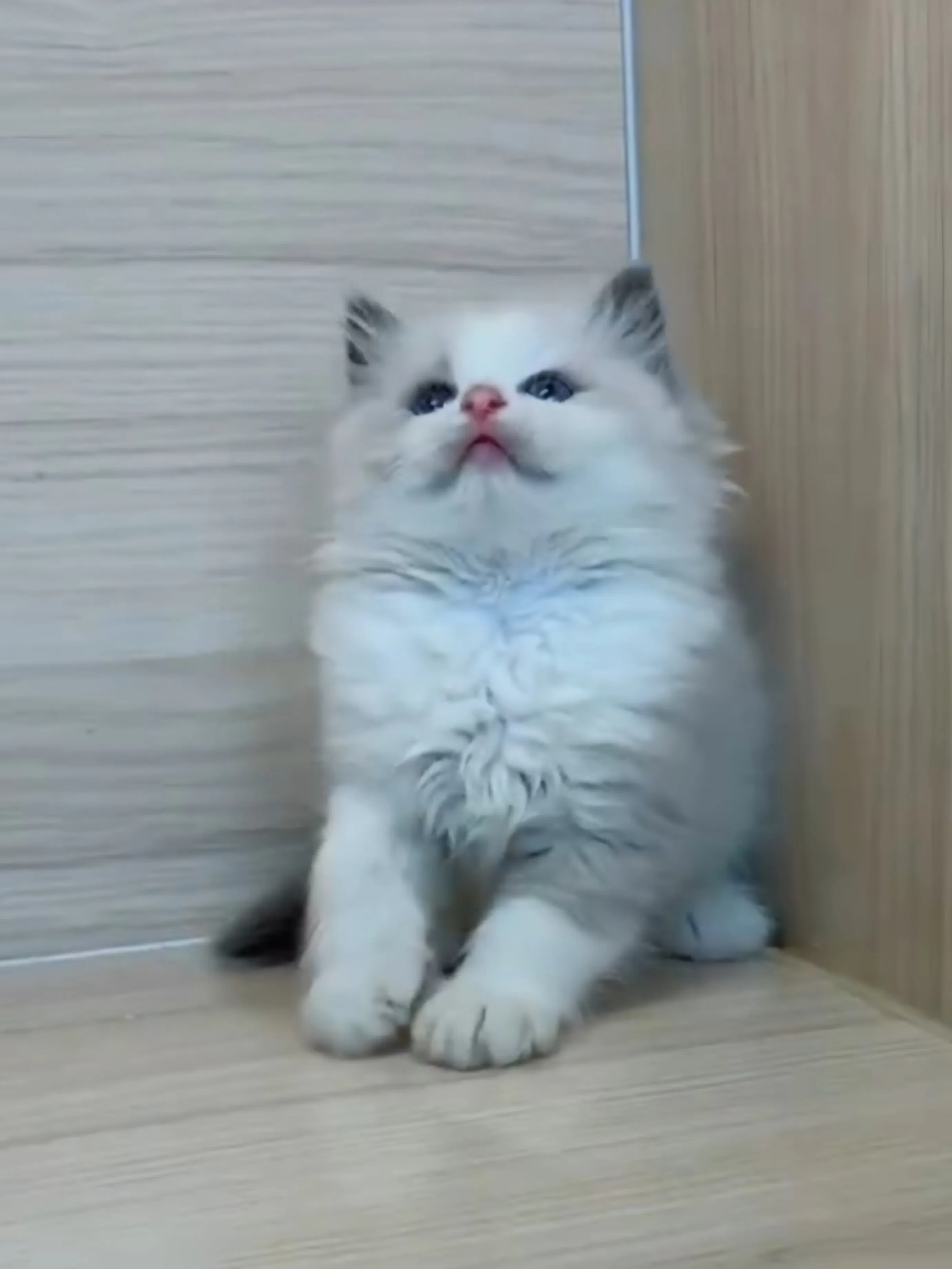 藍雙布偶妹妹 (已找到家人)