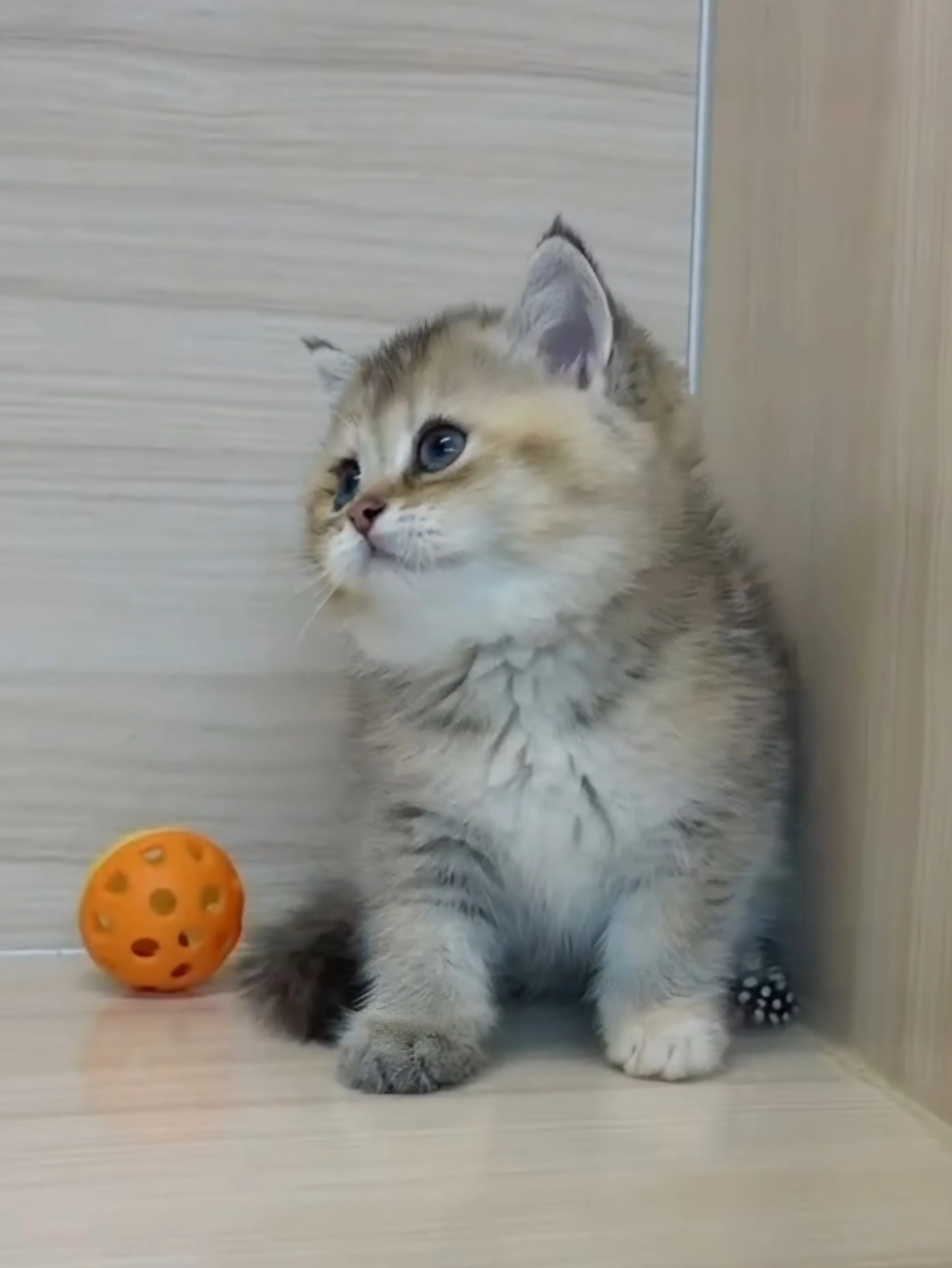 黑金漸層妹妹 (已找到家人) 