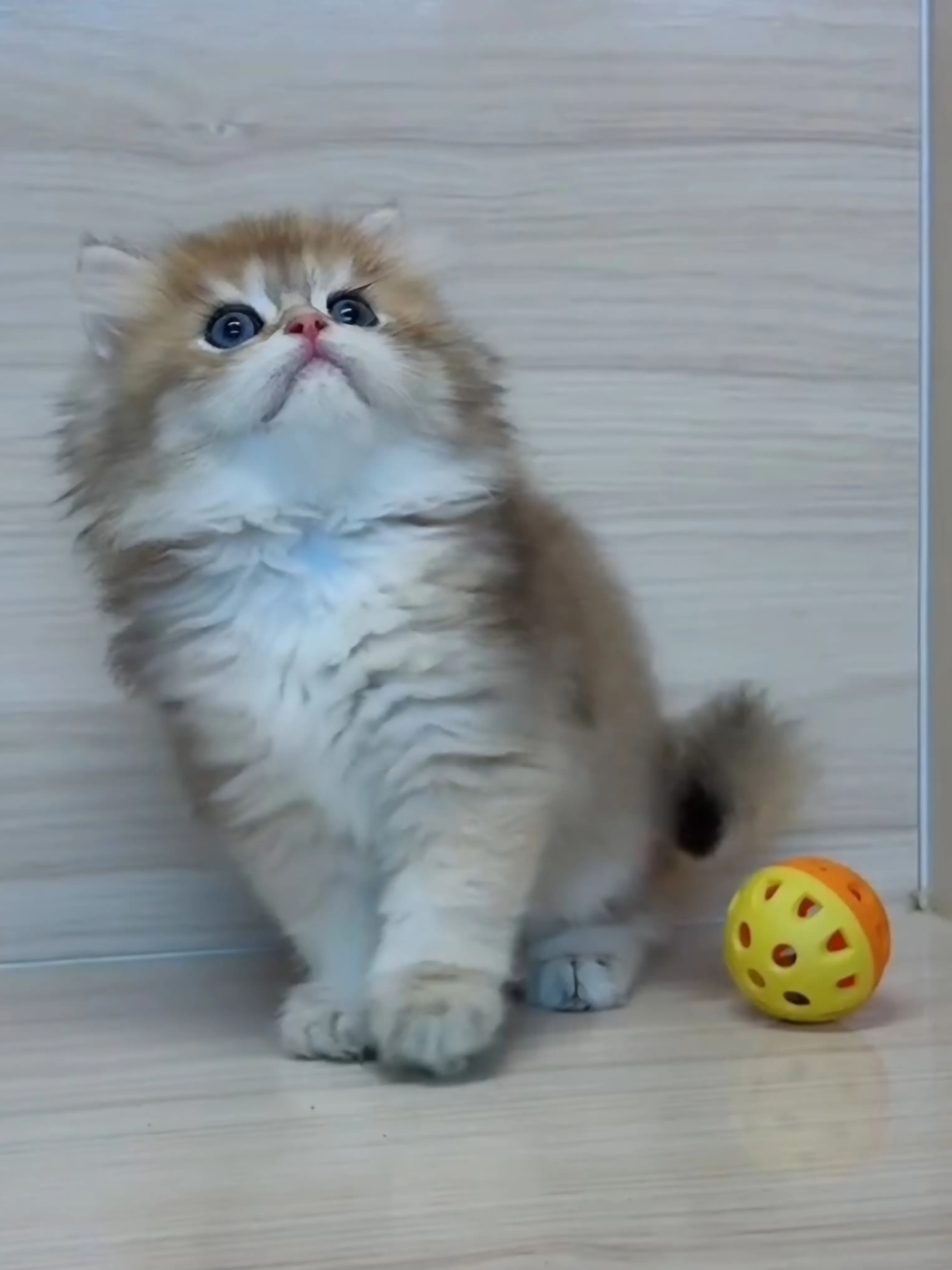 長毛金漸層弟弟 (已找到家人)