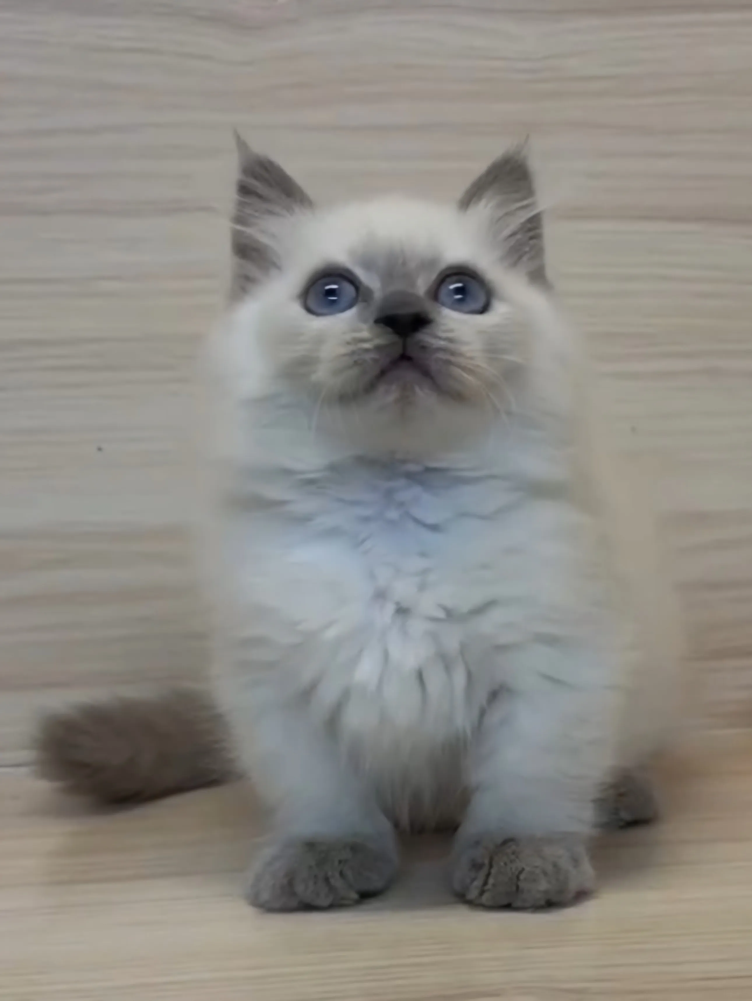 藍重點小部舞曲妹妹