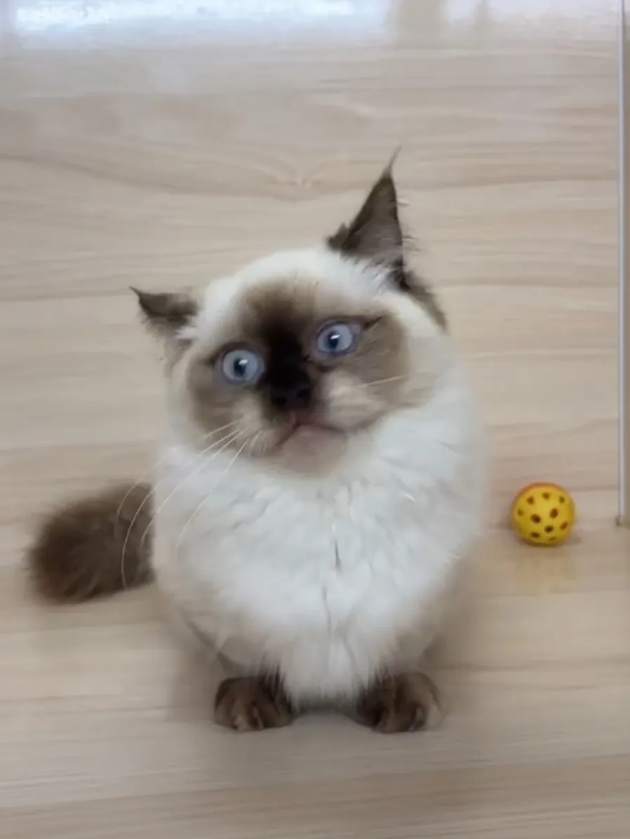 海豹重點小步舞曲妹妹