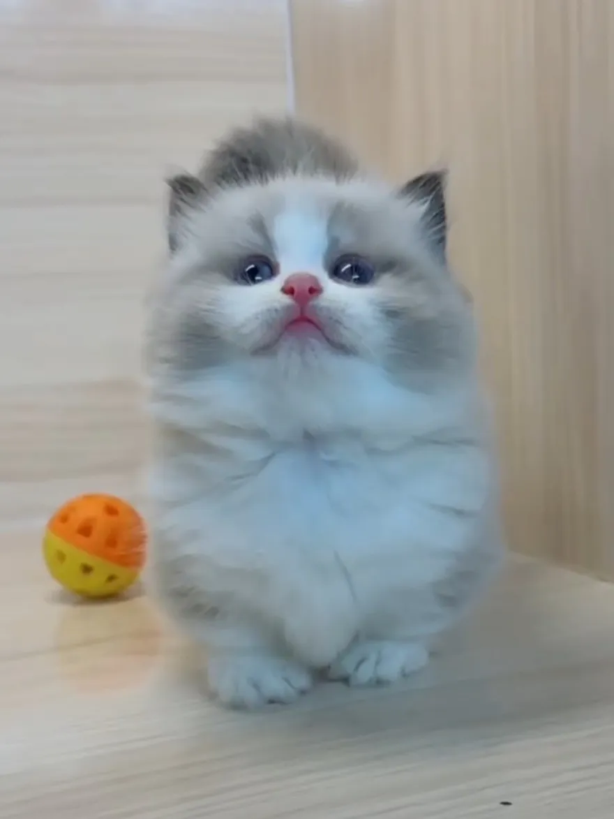 海雙布偶小布舞曲妹妹