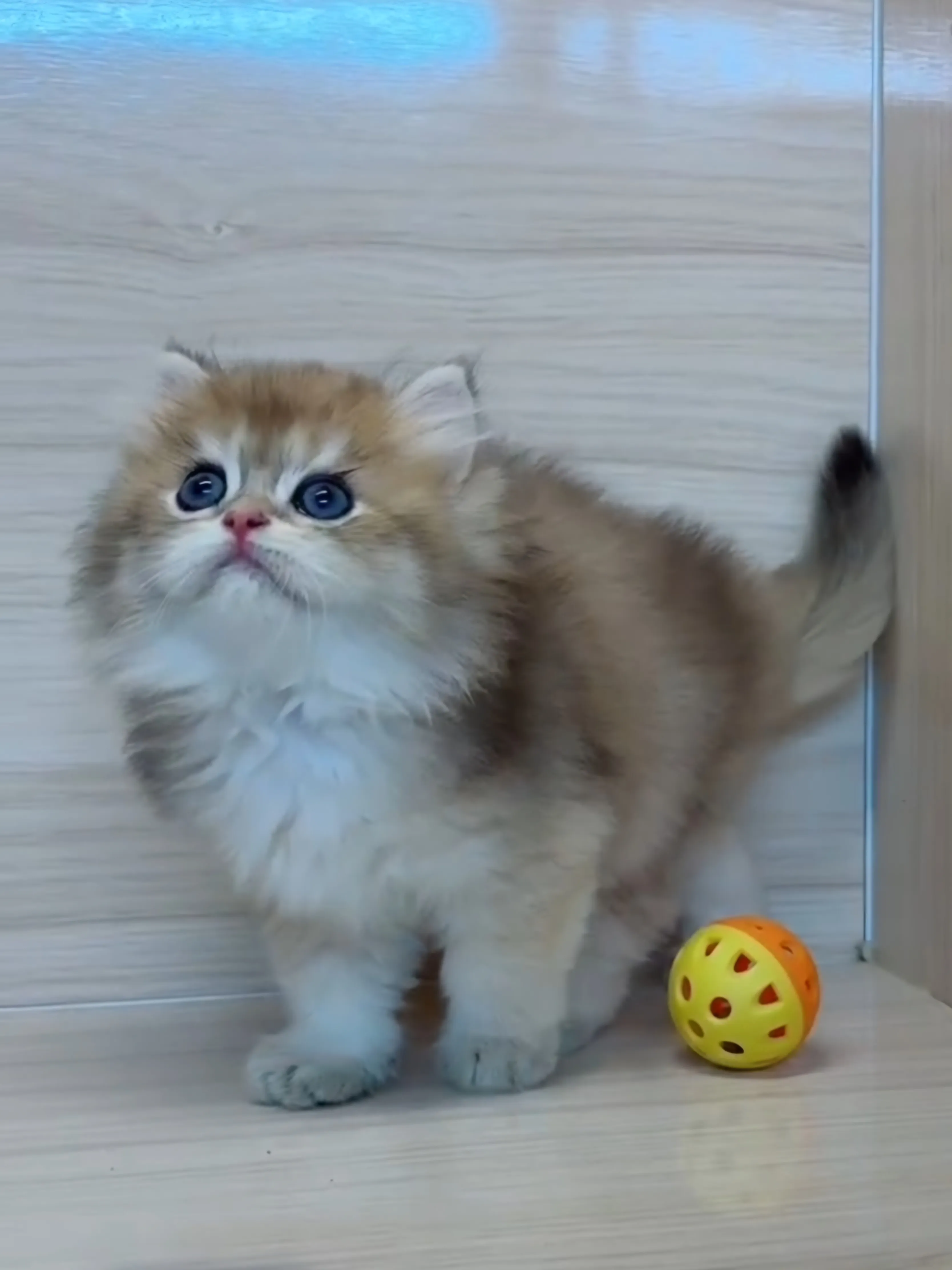 長毛金漸層弟弟 (已找到家人)