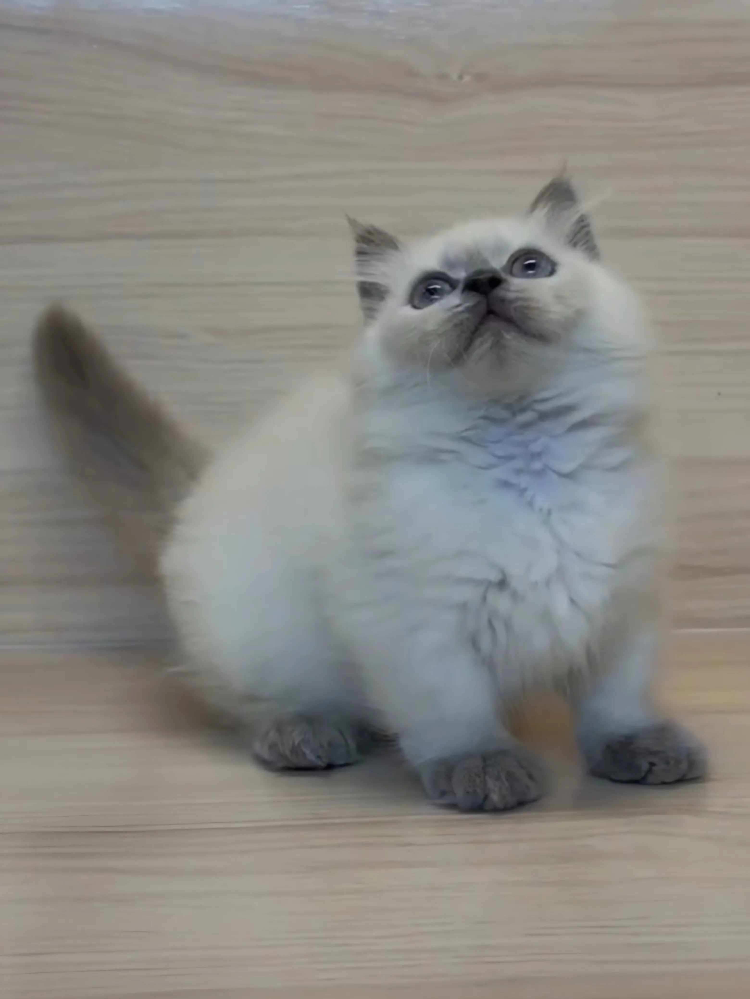 藍重點小部舞曲妹妹