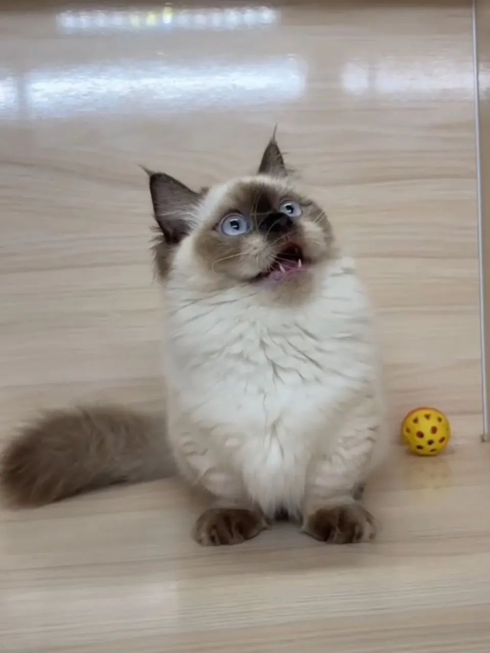 海豹重點小步舞曲妹妹