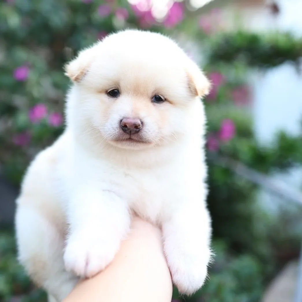 柴犬弟弟(已有家長)
