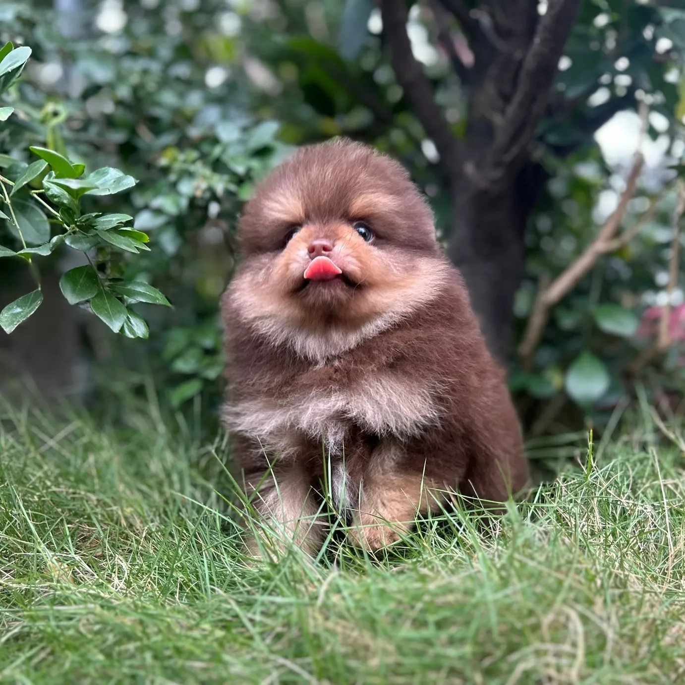 博美弟弟(已有家長)