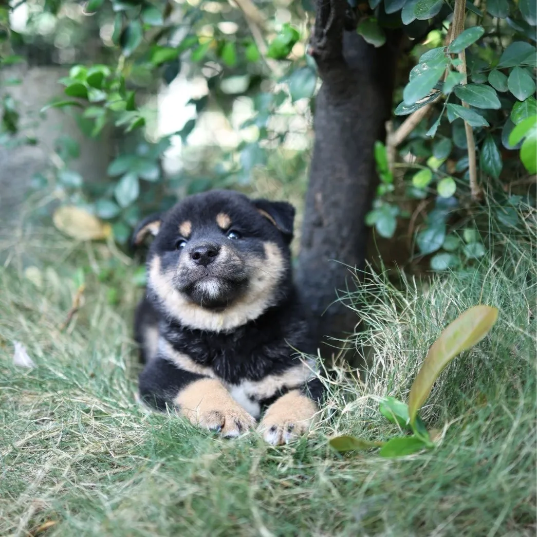 柴犬弟弟/已找到家人