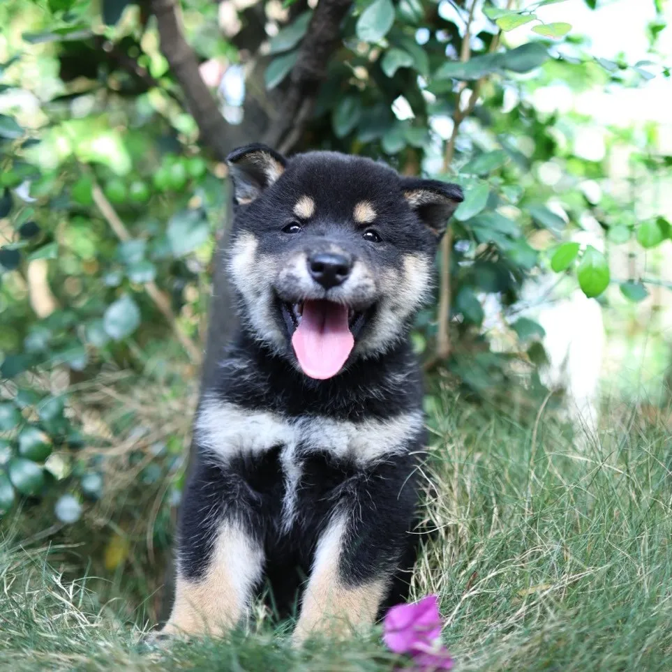 柴犬弟弟/已找到家人