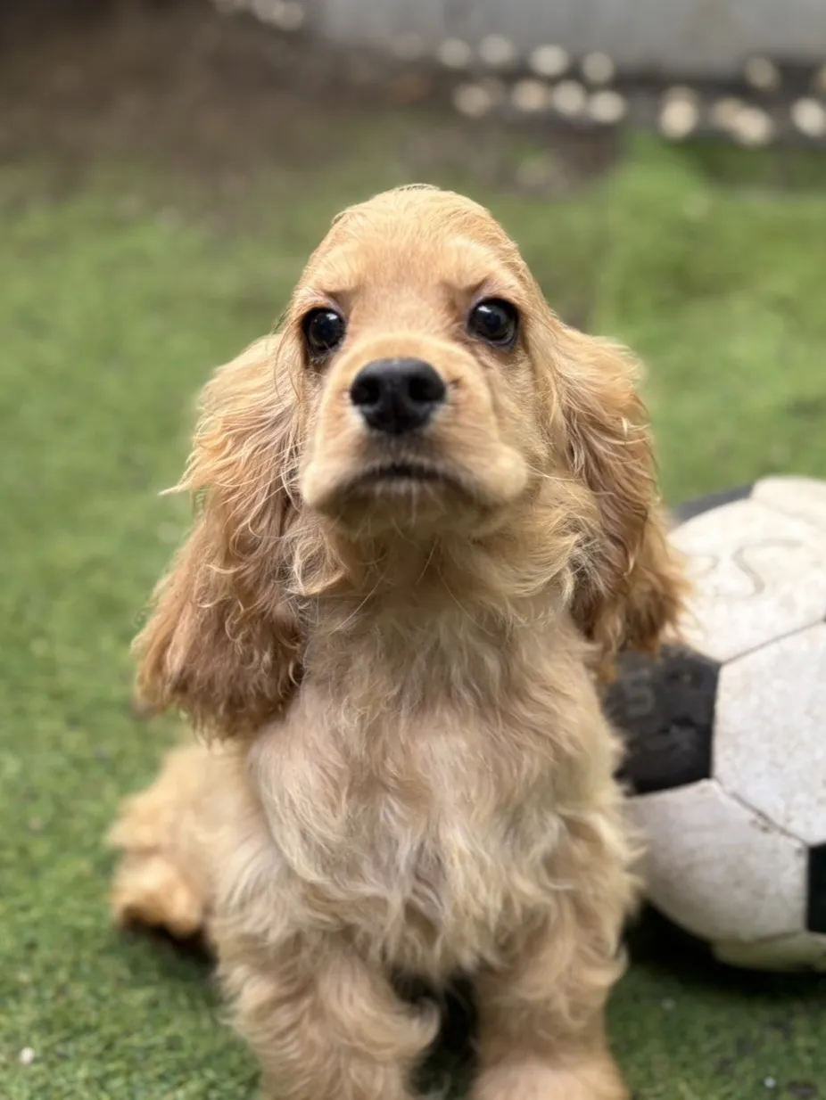 美系奶油可卡弟弟 /已找到家人