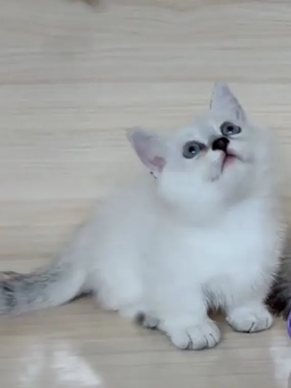 曼赤肯重點弟弟