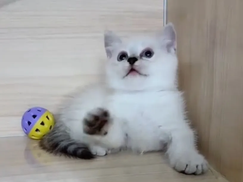 曼赤肯重點弟弟