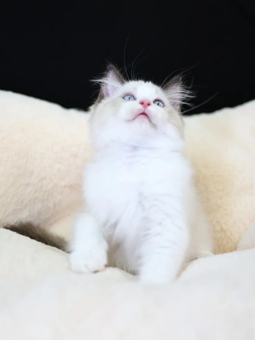 海雙布偶弟弟 (已找到家人)