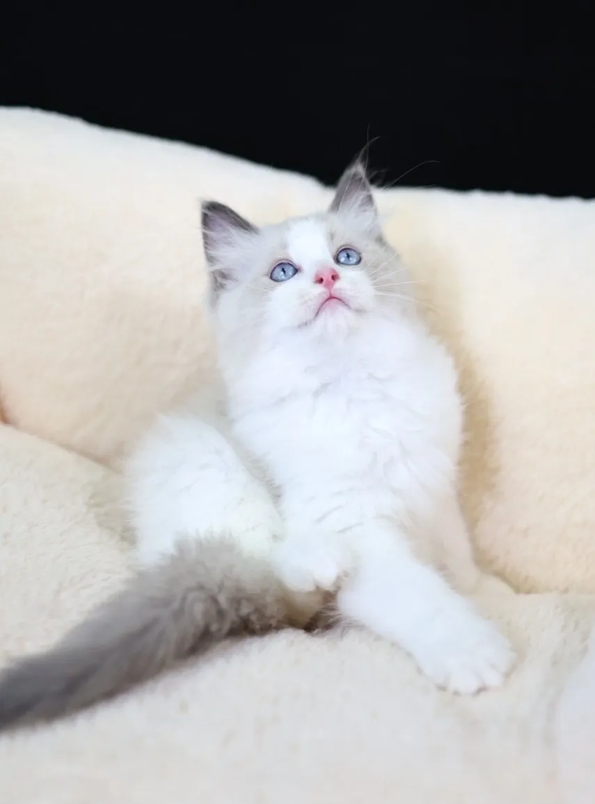 藍雙布偶弟弟 (已找到家人)