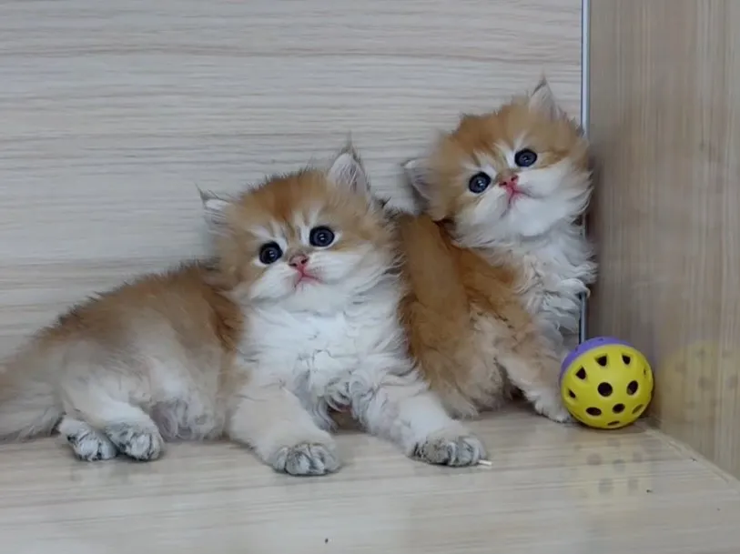 長毛金漸層弟弟 