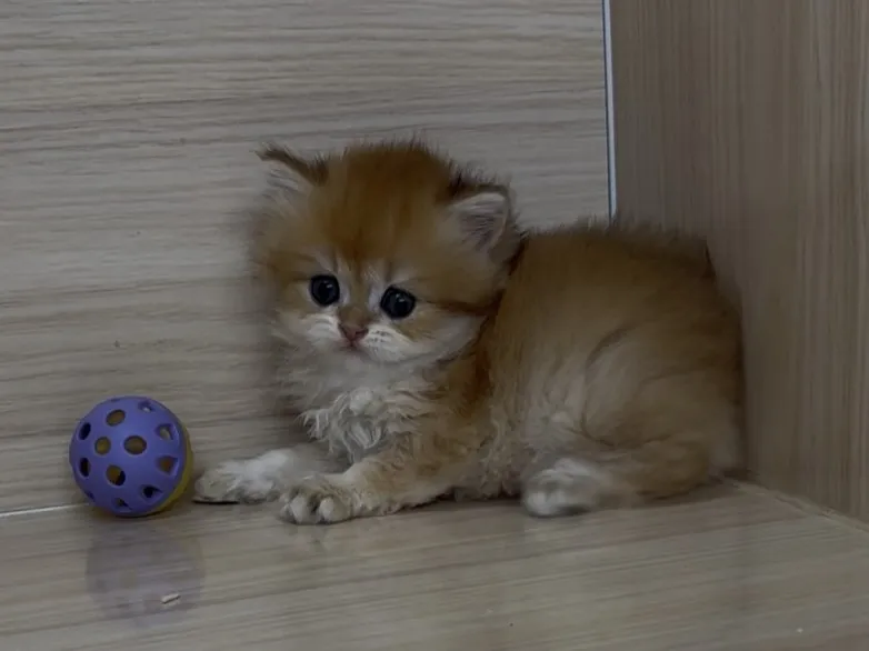 長毛金漸層弟弟 