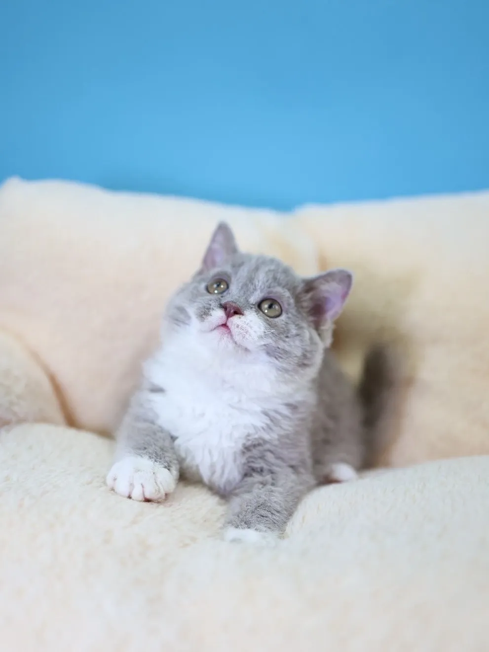 紫丁香加白賽爾凱捲毛弟弟