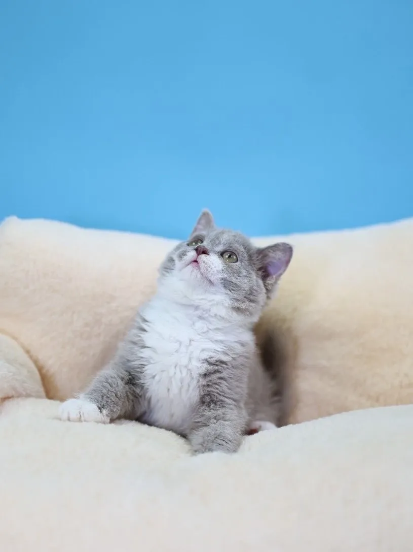 紫丁香加白賽爾凱捲毛弟弟