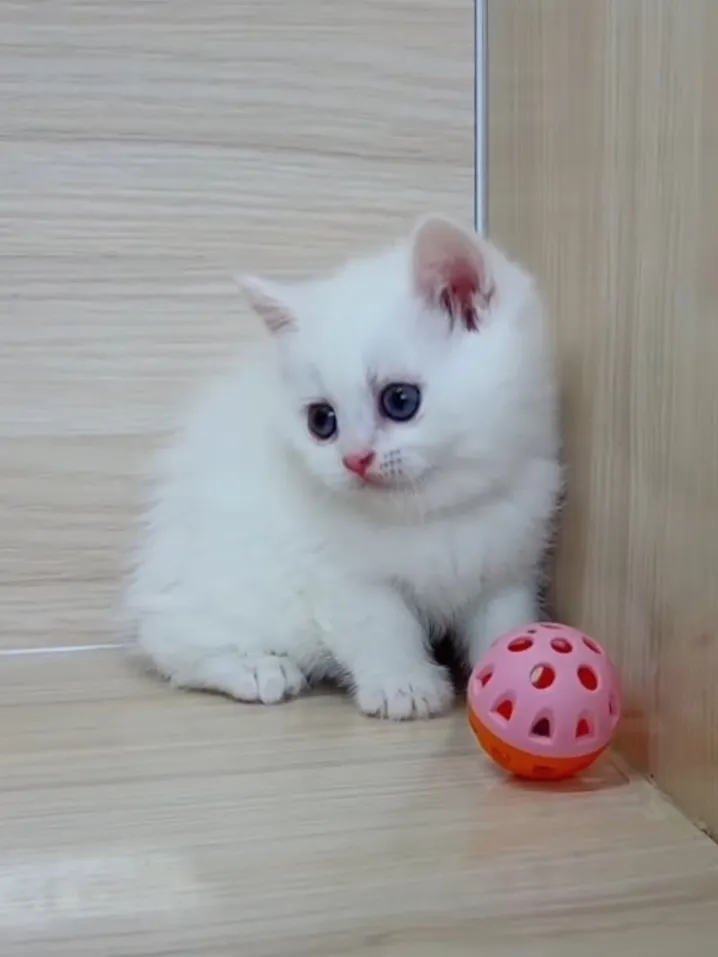 紅重點英短弟弟